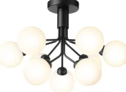 Apiales 9 Ceiling