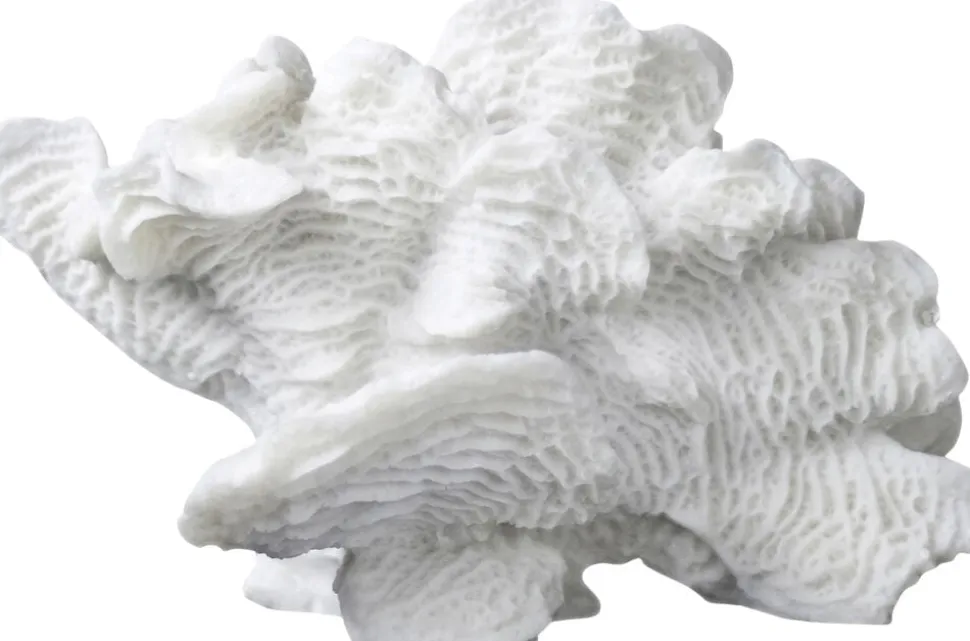 Coral, large fan