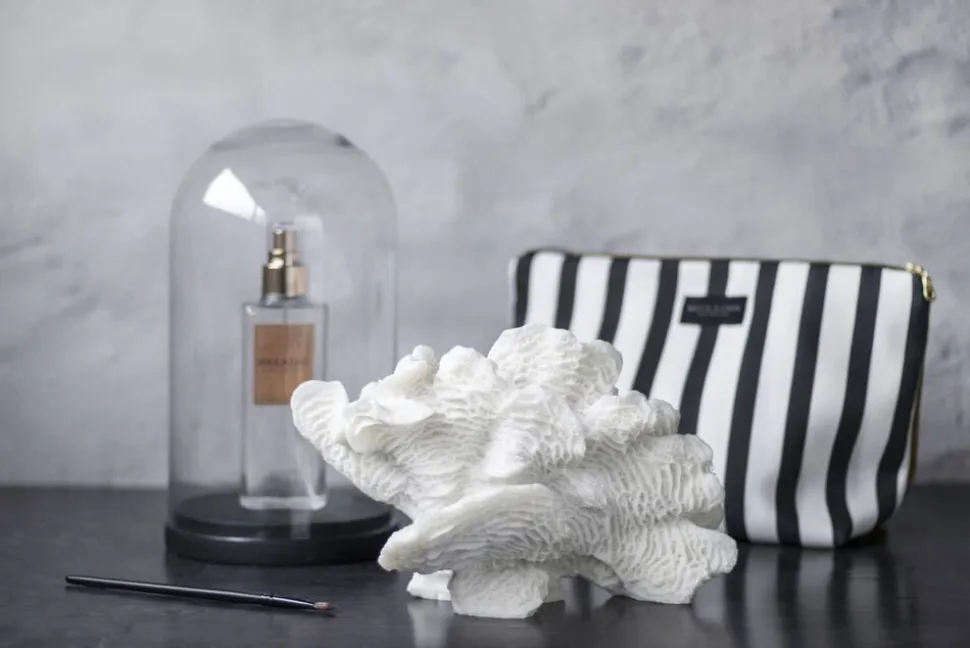 Coral, large fan