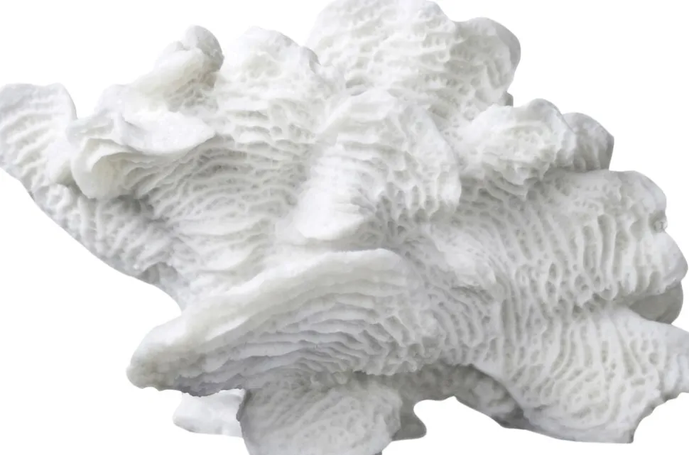 Coral, large fan