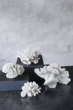Coral, large fan