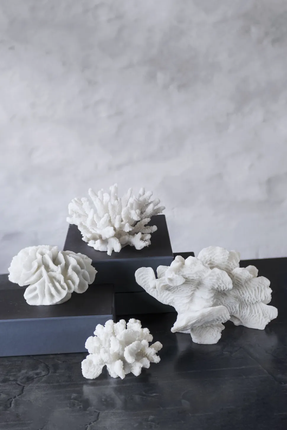Coral, large fan