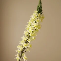 Eremurus Large Foxtail Lily