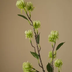 Hamamelis Branch