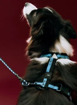 HAY Dogs Harness-Medium-Blue, black