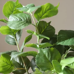 Hydrangea Leaves