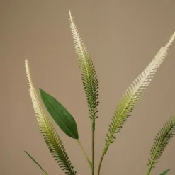 Mini Amaranthus