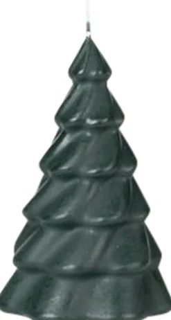Pinus