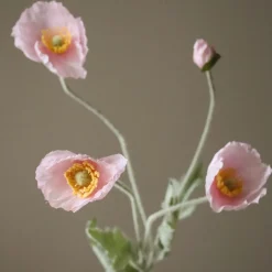 Poppy Flower