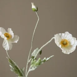 Poppy Flower