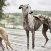 Robin Hundehalsbånd - Ekstra Stor