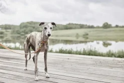 Robin Hundehalsbånd - Ekstra Stor