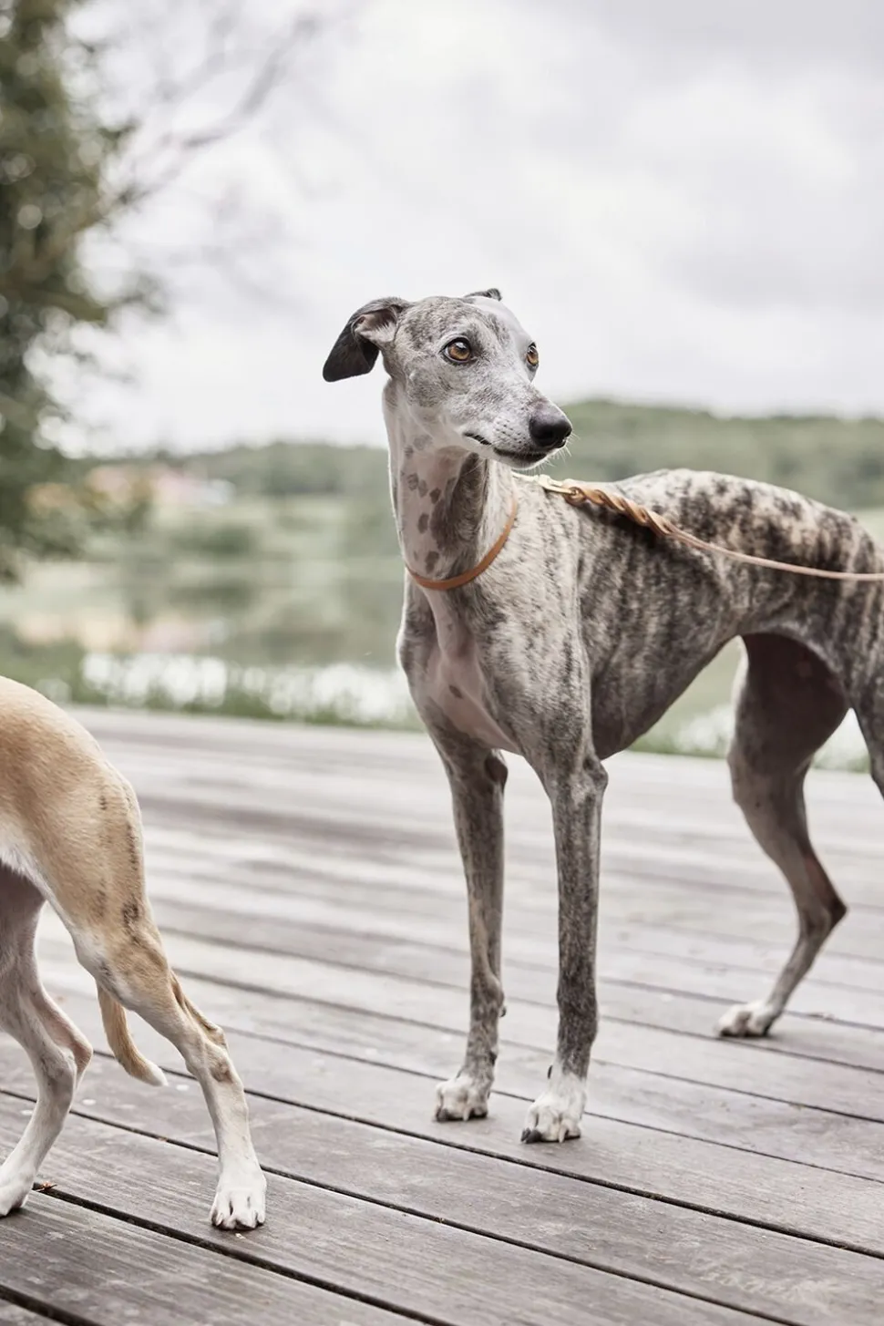 Robin Hundehalsbånd - Lille