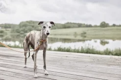 Robin Hundehalsbånd - Lille