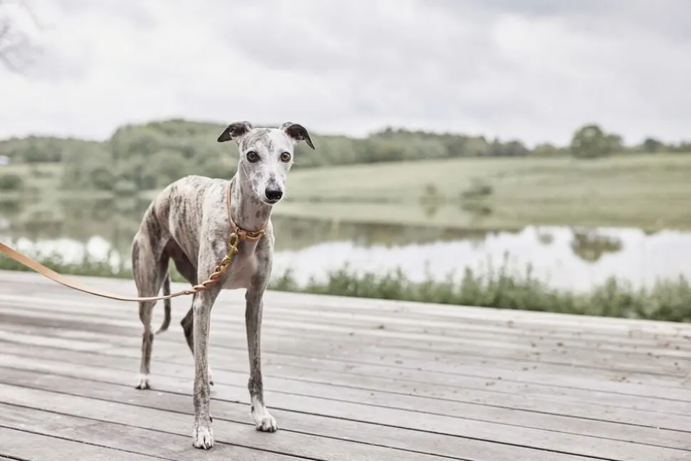 Robin Hundehalsbånd - Medium