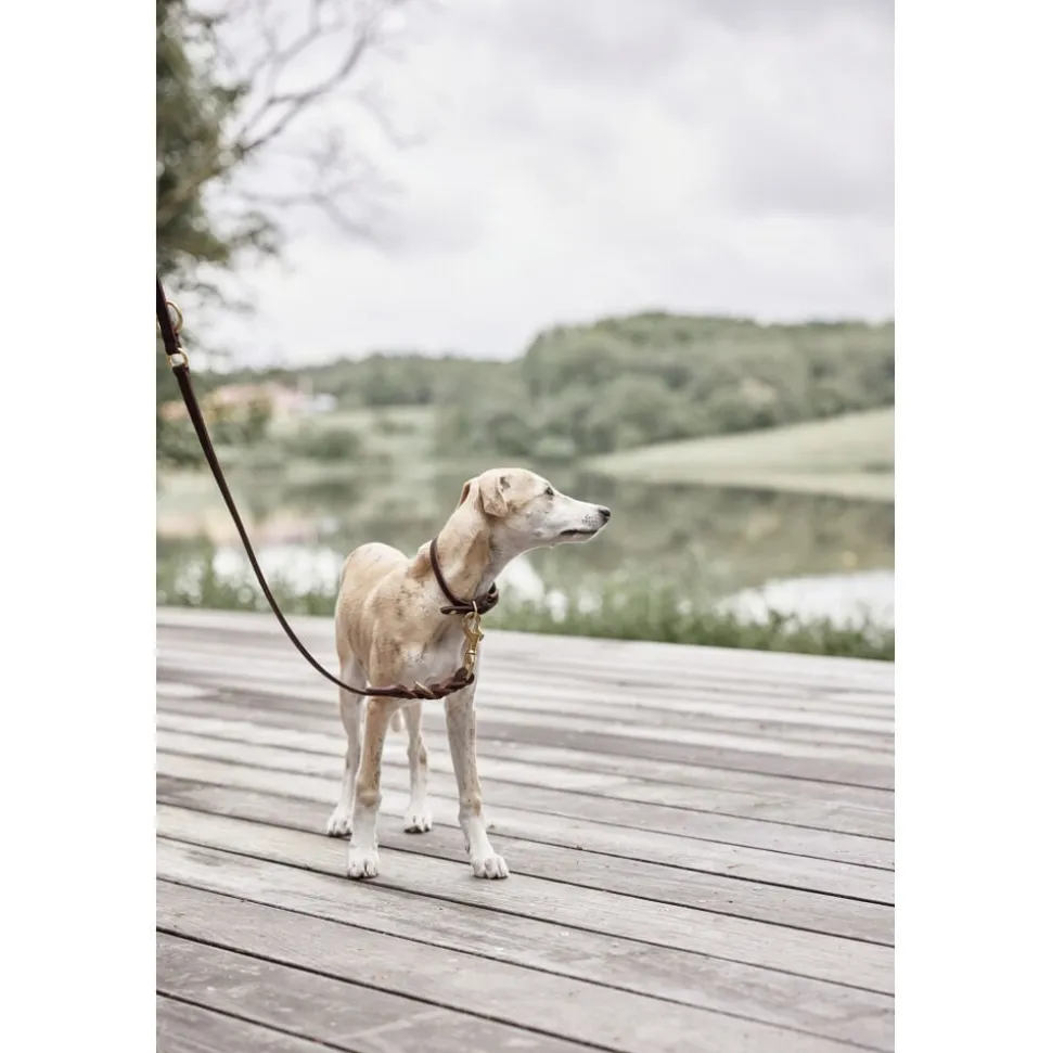 Robin Hundehalsbånd - Medium