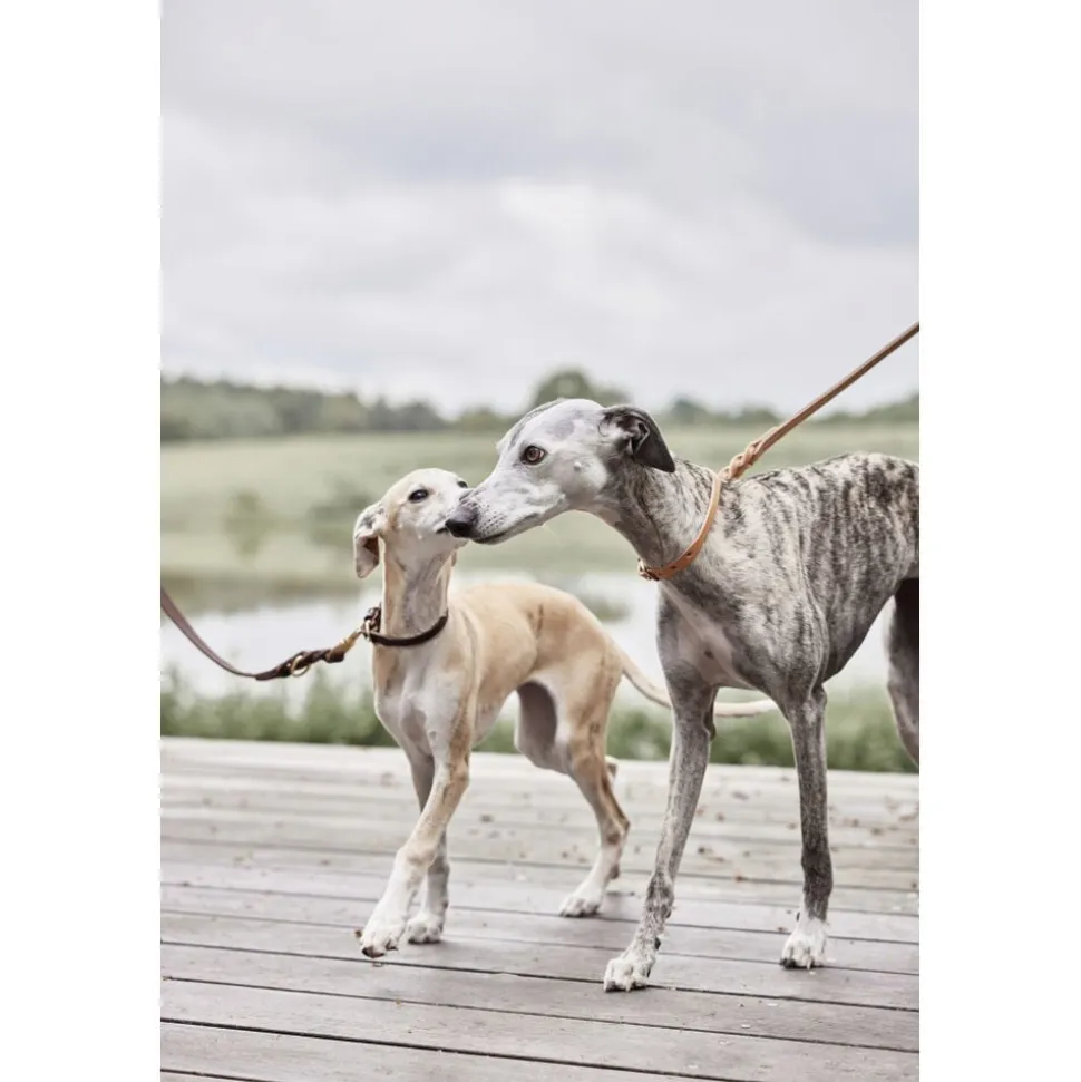 Robin Hundehalsbånd - Medium