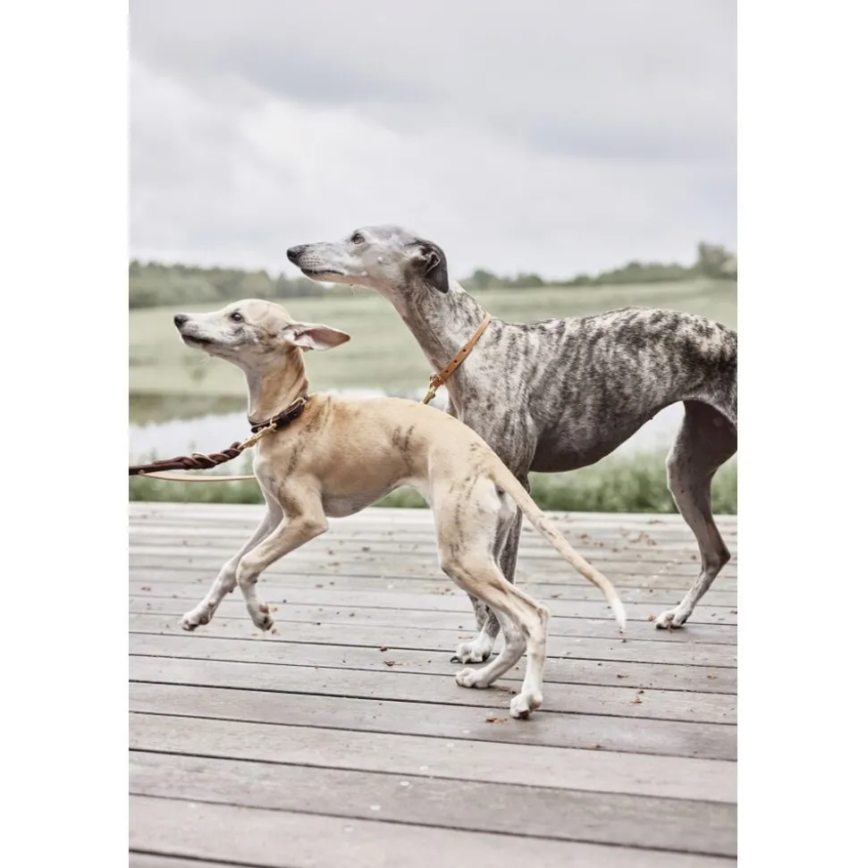 Robin Hundesnor - M/L