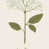 Serviet Elderflower 16 stk pr pakke