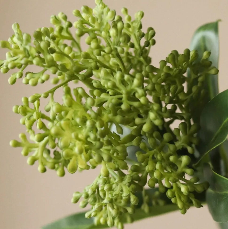 Skimmia Berry Branch