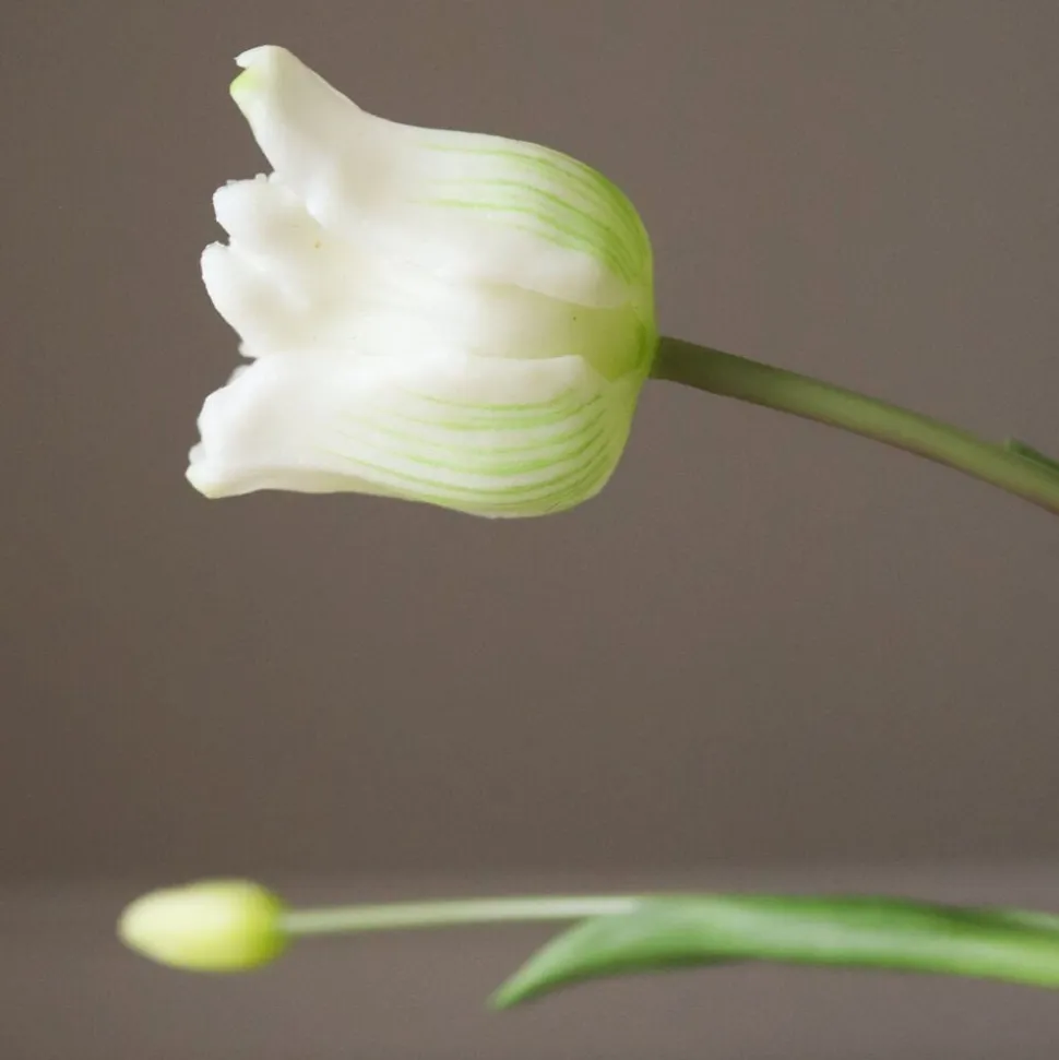 Triumph Tulip Bouquet