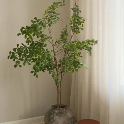 Tropical Almond