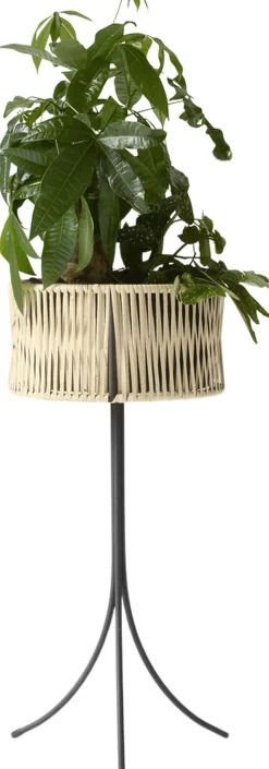 Umanoff, Planter, H 69