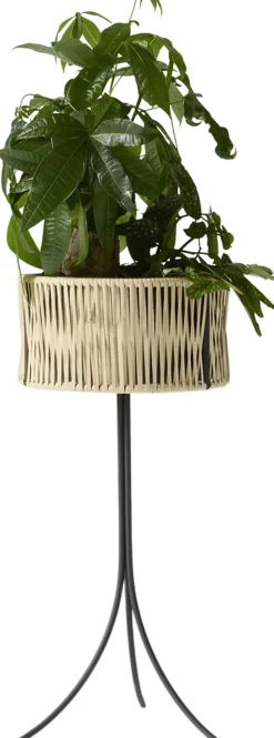 Umanoff, Planter, H 69